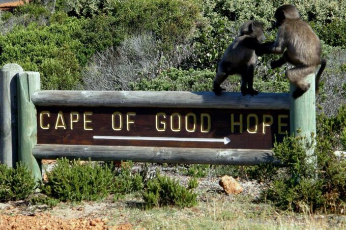 Cape Point Cape of Good Hope, Penguins Private Half Day Tour - Chapmans Peak Drive