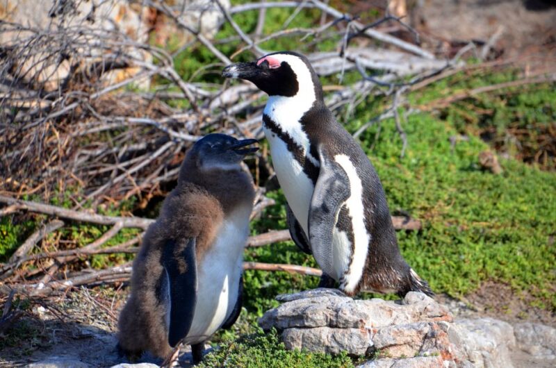 Cape Point Full-Day Tour From Cape Town - Good To Know