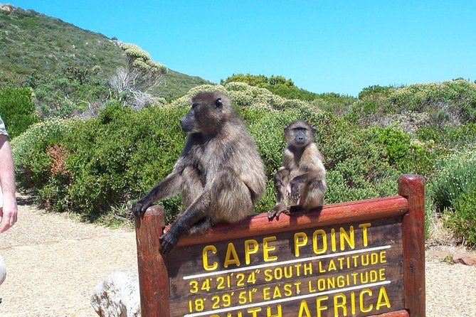 Cape Point & Penguins Full Day Tour - Guest Reviews