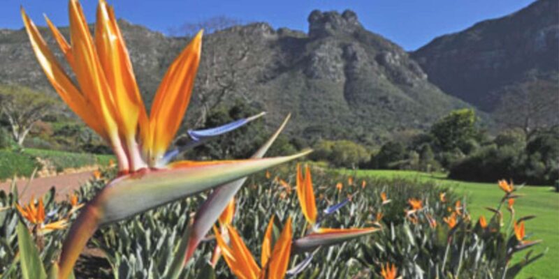 Cape Road Trip, Kirstenbosch Gardens Tour, 3-Course Lunch - Good To Know