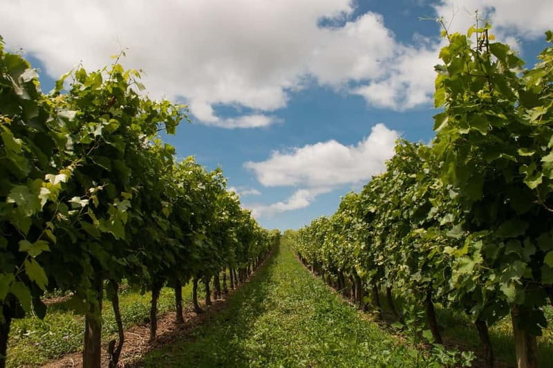Cape Sounion: Dream Private Wine Tour - The Sum Up