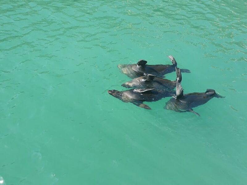Cape Town: 30 Minute Harbour Boat Cruise With Seal Watching - Discovering Cape Towns Working Harbor