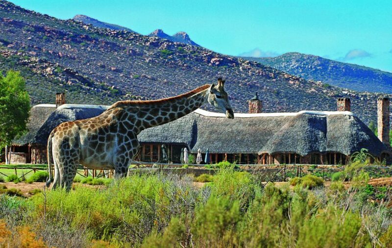 Cape Town: Aquila Game Reserve Day Entrance & Game Drive - Good To Know