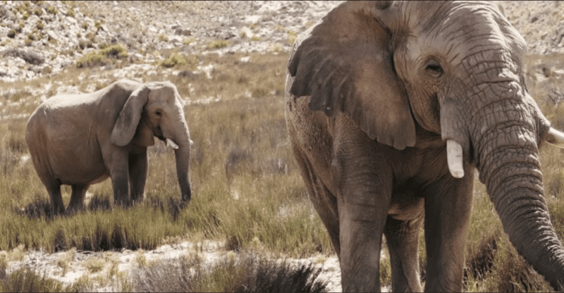 Cape Town : Aquilla Private Game Reserve Sunset Safari - Good To Know