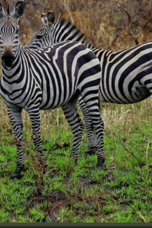 Cape Town : Aquilla Private Game Reserve Sunset Safari - Pricing and Booking Details