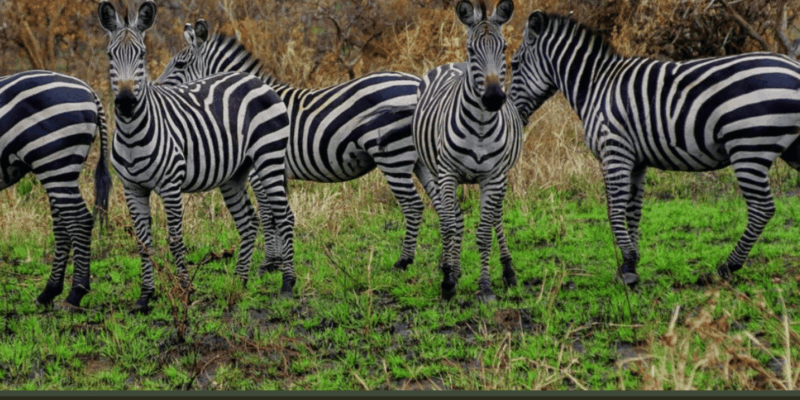 Cape Town : Aquilla Private Game Reserve Sunset Safari - Aquila Private Nature Reserve