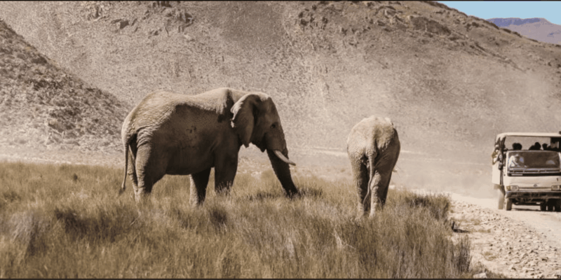 Cape Town : Aquilla Private Game Reserve Sunset Safari - Safari Experience Highlights