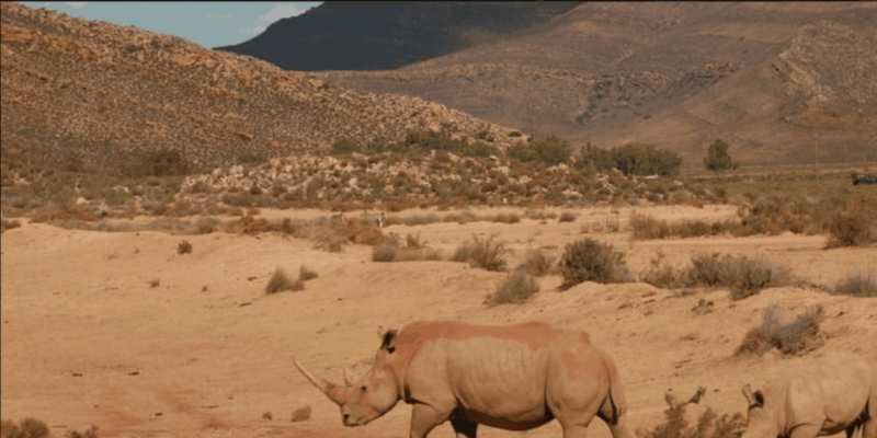 Cape Town : Aquilla Private Game Reserve Sunset Safari - What to Expect on the Safari