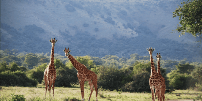 Cape Town : Aquilla Private Game Reserve Sunset Safari - Preparing for the Safari