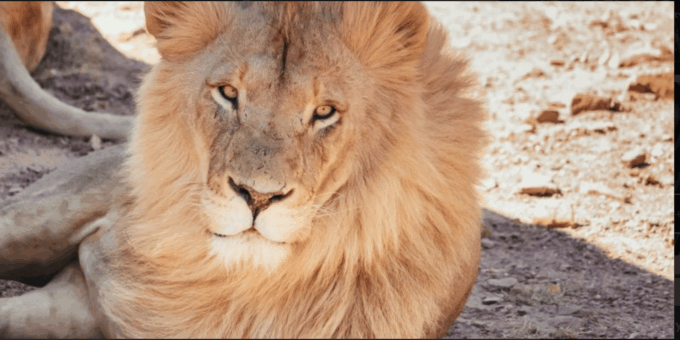 Cape Town : Aquilla Private Game Reserve Sunset Safari - The Sum Up