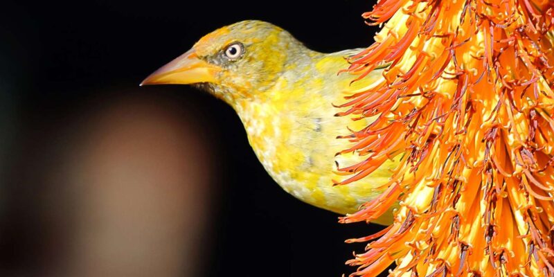 Cape Town Birds & Gardens. Private Tour. - Good To Know