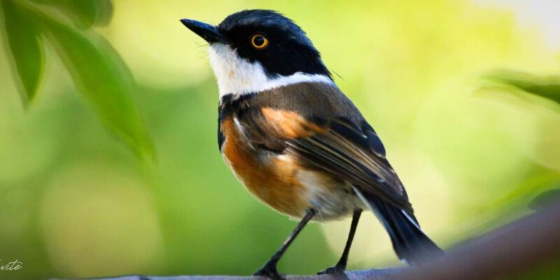 Cape Town Birds & Gardens. Private Tour. - Itinerary and Activities