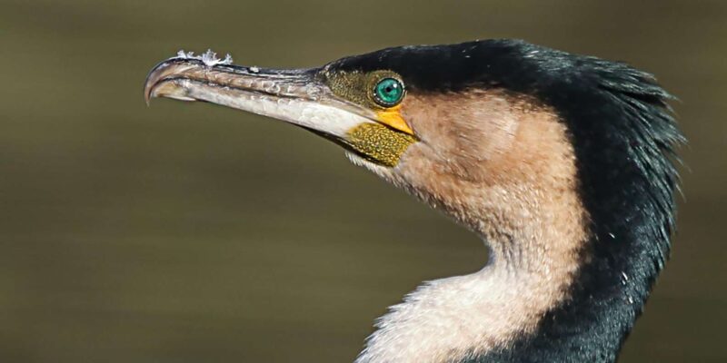 Cape Town Birds & Gardens. Private Tour. - Tour Experience