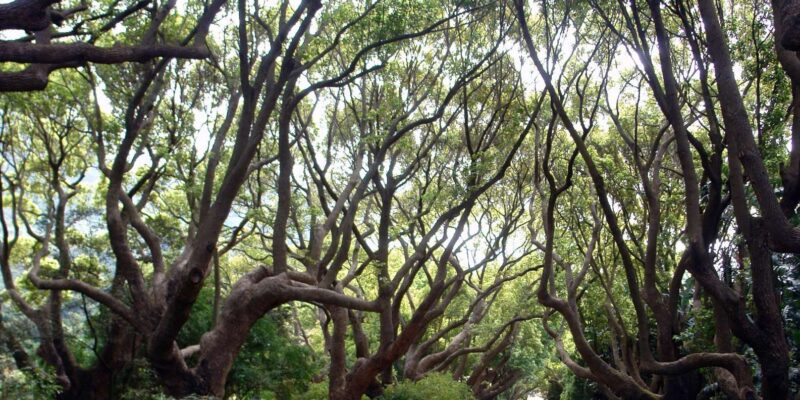 Cape Town Birds & Gardens. Private Tour. - Essential Information