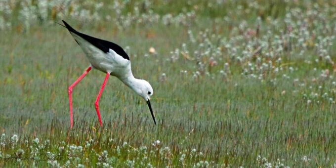 Cape Town Birds & Gardens. Private Tour. - Pickup and Dropoff