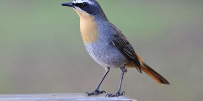 Cape Town Birds & Gardens. Private Tour. - Frequently Asked Questions