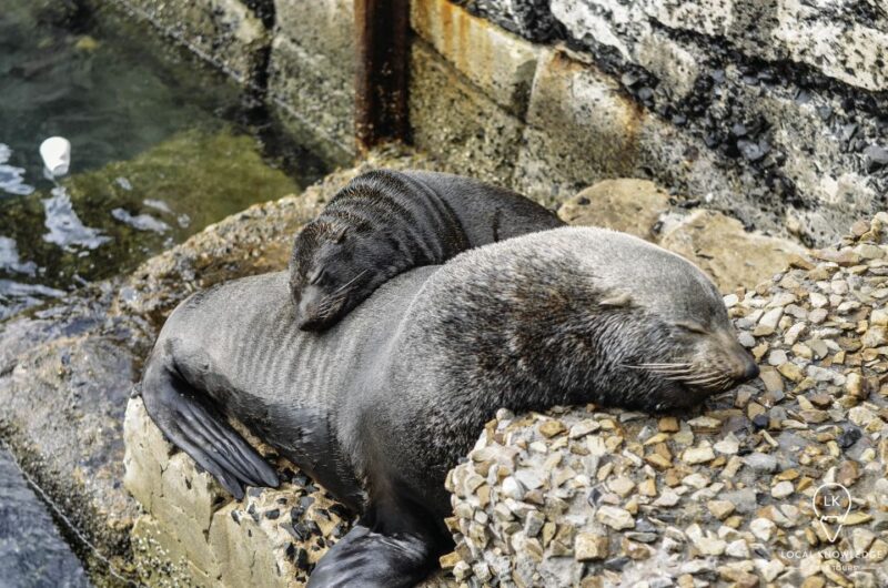 Cape Town: Cape of Good Hope & Boulders Beach Day Trip - Good To Know