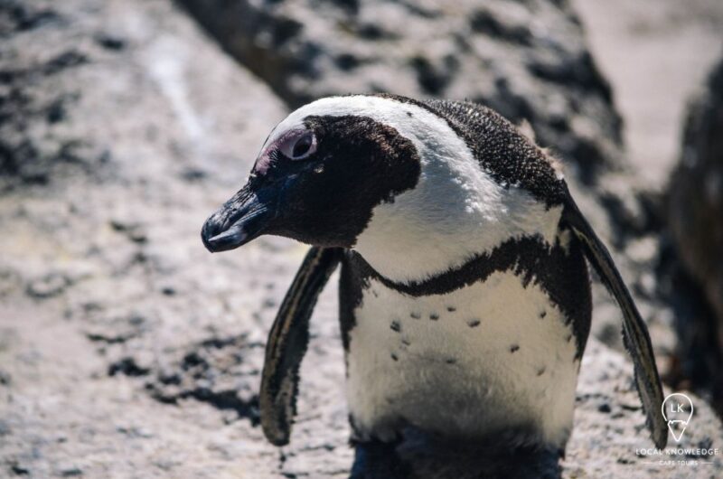 Cape Town: Cape of Good Hope & Boulders Beach Day Trip - Unique Culinary Experiences