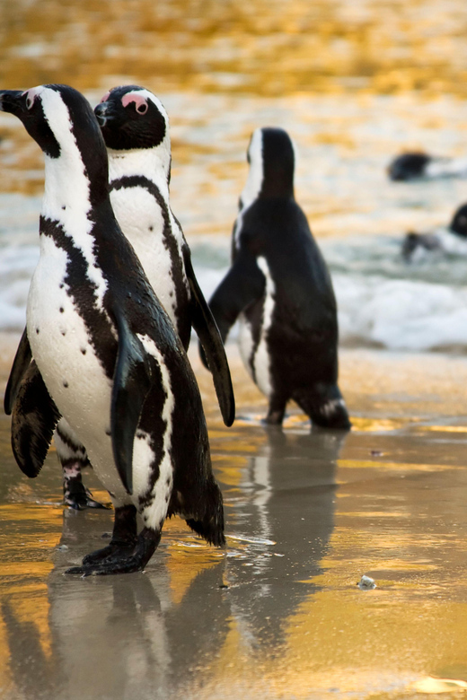Cape Town: Cape of Good Hope & Boulders Beach Group Tour - Itinerary Highlights