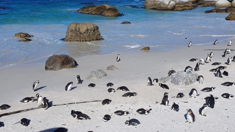 Cape Town: Cape of Good Hope, Seals and Penguins Day Tour - Encountering Seals and Penguins
