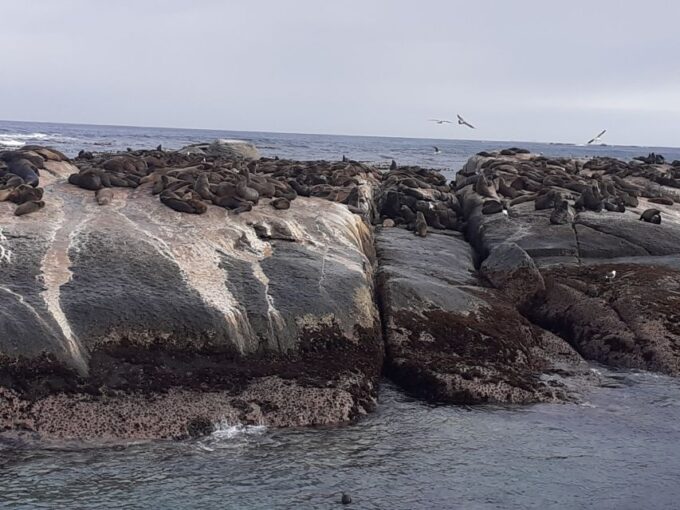 Cape Town: Cape of Good Hope, Seals and Penguins Day Tour - Customer Ratings and Feedback
