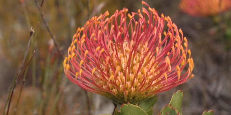 Cape Town: Cape Peninsula and Winelands Private Tour - Itinerary and Highlights