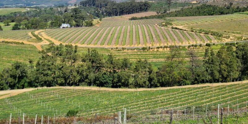 Cape Town: Cape Peninsula and Winelands Private Tour - Exploring the Cape Peninsula