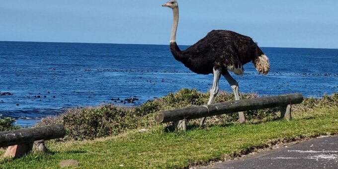 Cape Town: Cape Peninsula and Winelands Private Tour - Frequently Asked Questions