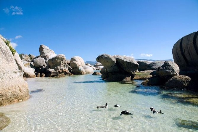 Cape Town: Cape Peninsula Half Day Private Tour - Exploring the Cape Peninsula