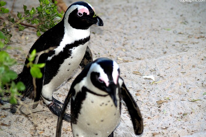 Cape Town: Cape Peninsula Private Tour Full Day - Good To Know