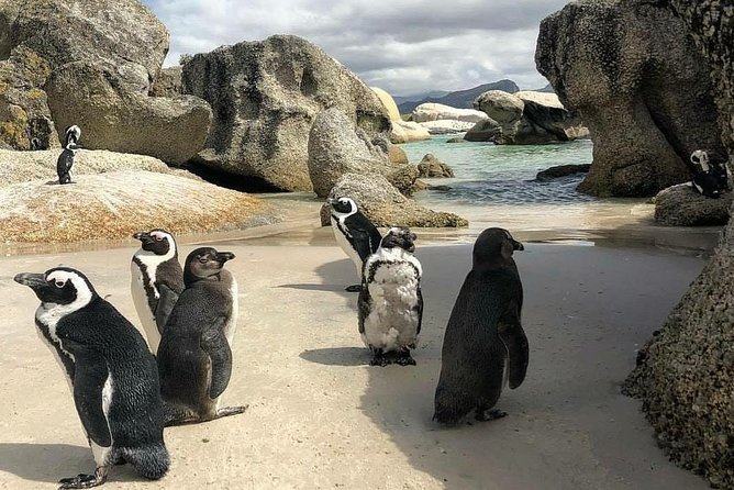 Cape Town: Cape Peninsula Private Tour Full Day - Tour Experience