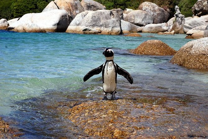 Cape Town: Cape Peninsula Private Tour Full Day - Stunning Coastline