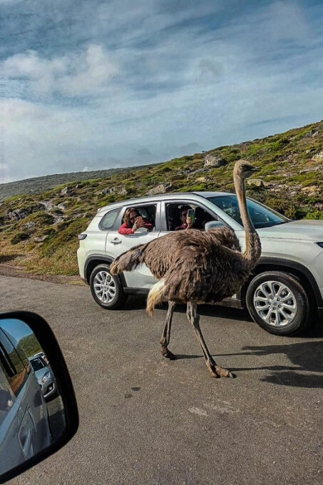 Cape Town: Cape Point and Cape of Good Hope Day Tour - Cancellation and Scheduling