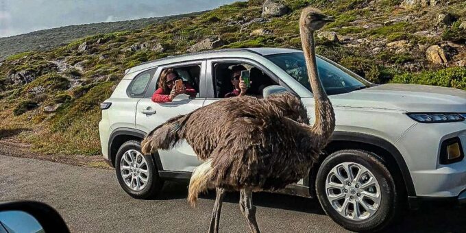 Cape Town: Cape Point and Cape of Good Hope Day Tour - Tour Experience