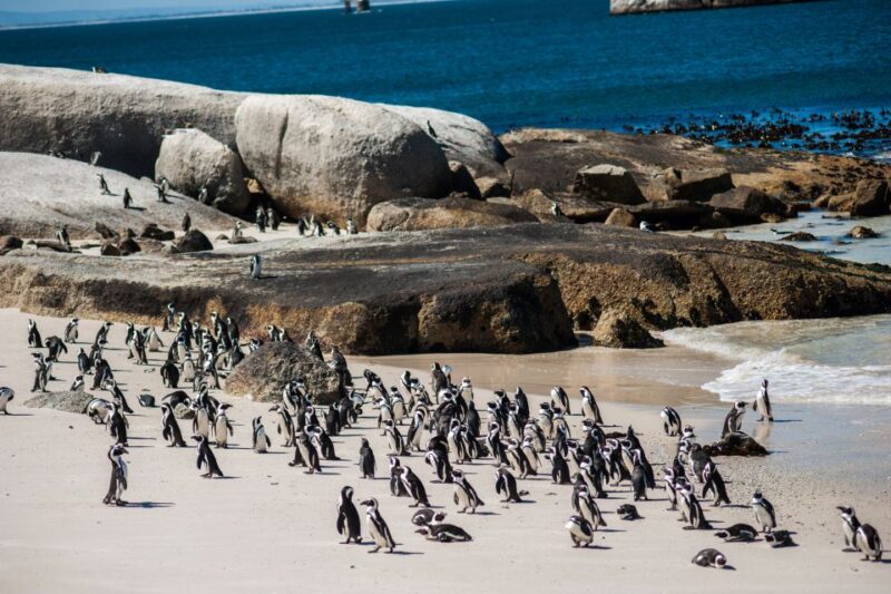 Cape Town: Cape Point & Boulders Beach Day Tour - Frequently Asked Questions