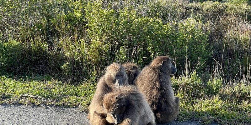 Cape Town: Cape Point & Boulders Beach Private Tour - Itinerary Highlights