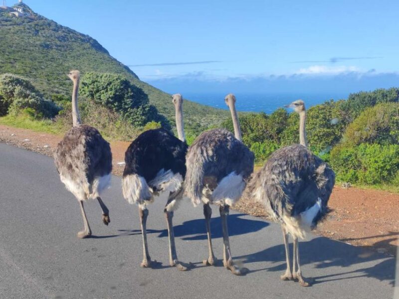 Cape Town: Cape Point, Penguin, & Table Mountain Tour - Good To Know