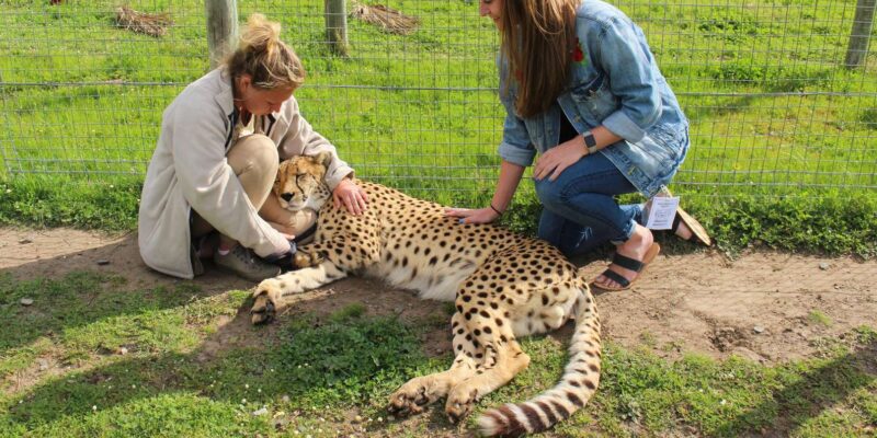 Cape Town: Cheetah Outreach and Winelands Private Tour - Good To Know