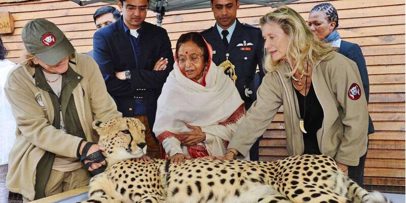 Cape Town: Cheetah Outreach and Winelands Private Tour - Itinerary Highlights