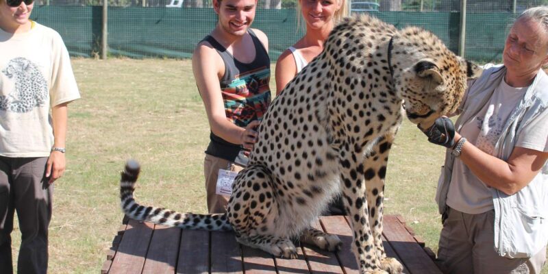 Cape Town: Cheetah Outreach and Winelands Private Tour - Customer Feedback