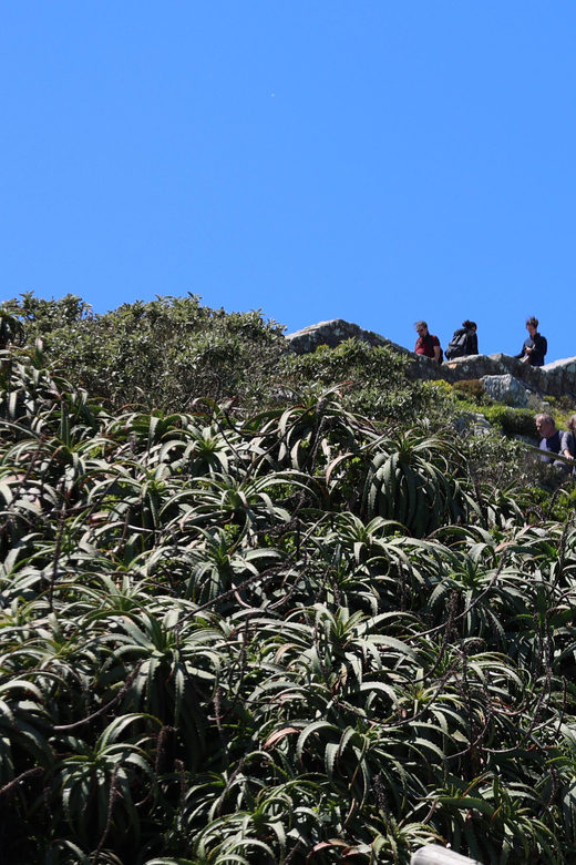 Cape Town: Explore Hidden Gems at Cape of Good Hope Day Tour - Iconic Cape of Good Hope