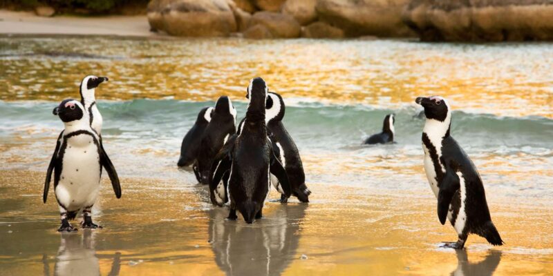 Cape Town: Explore Hidden Gems at Cape of Good Hope Day Tour - Lunch in Simons Town