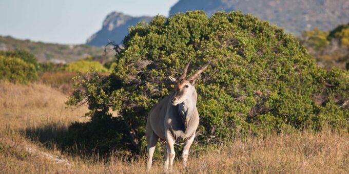 Cape Town: Explore Hidden Gems at Cape of Good Hope Day Tour - Boulders Beach and African Penguins