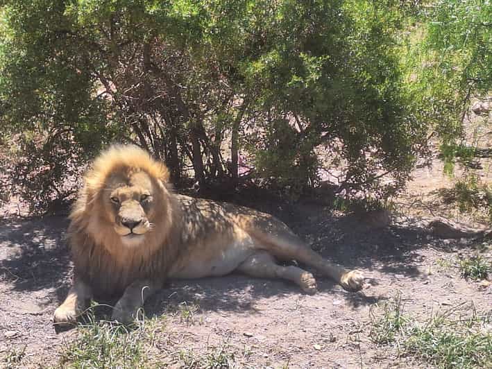 Cape Town Full Day Private Aquila Game Reserve Big 5 Safari - Discovering the Big 5