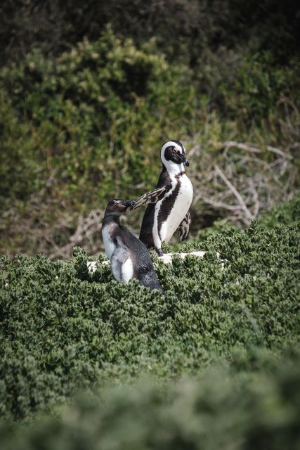 Cape Town: Full-Day Private Peninsula Tour - Historical Sites and Monuments