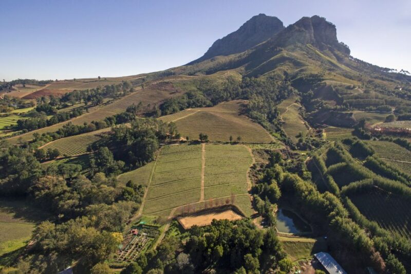 Cape Town: Full-Day Wine Tasting Tour With Wine Tram - Wine Tasting Experiences