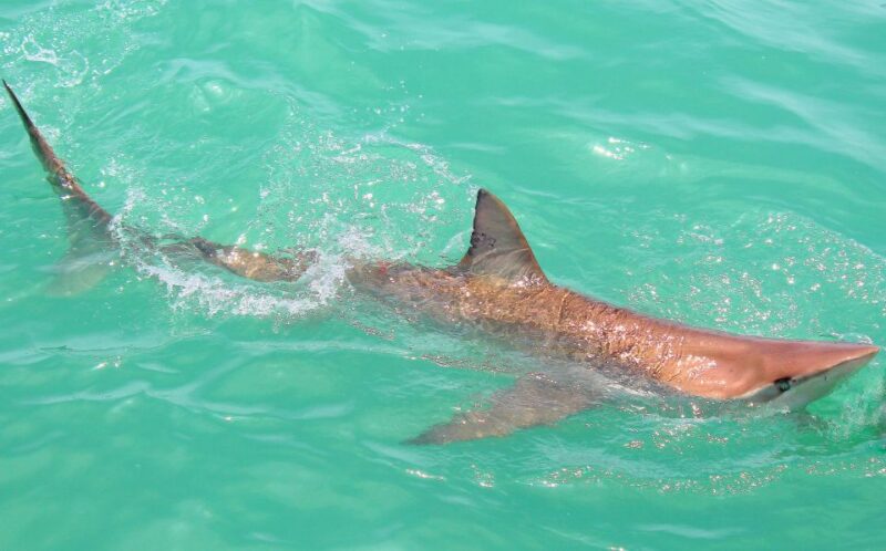 Cape Town: Gansbaai Eco-Friendly Shark Cage Diving Cruise - Detailed Itinerary
