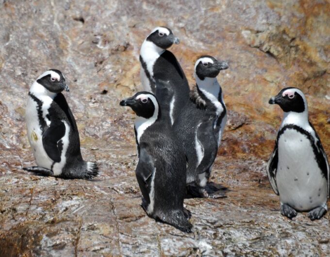 Cape Town: Gansbaai Eco-Friendly Shark Cage Diving Cruise - Booking and Cancellation