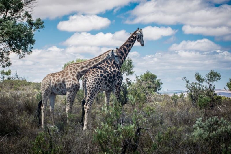 Cape Town: Guided E-Bike Safari Tour - Good To Know
