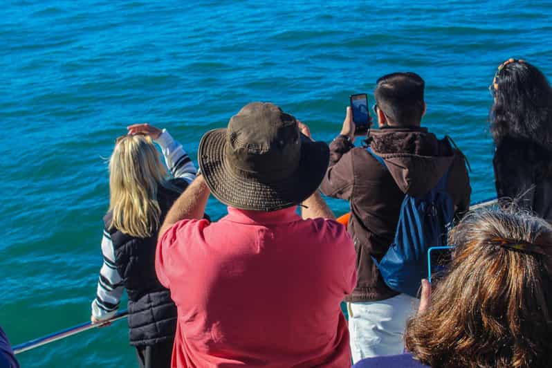 Cape Town: Hermanus Land Based Whale Watching Tour - Itinerary and Transportation